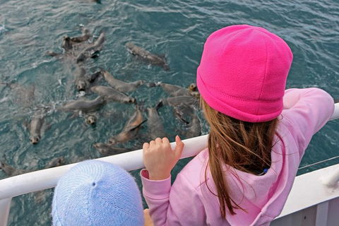 Phillip Island Seal-Watching Cruise - New South Wales Tourism  3