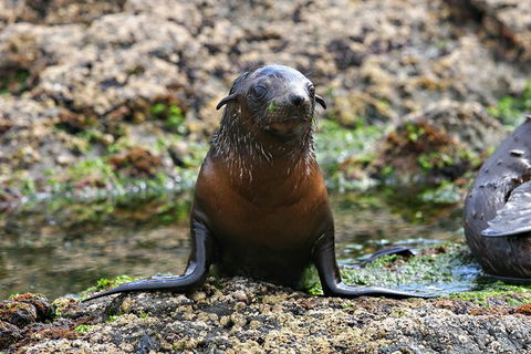 Phillip Island Seal-Watching Cruise - New South Wales Tourism  5