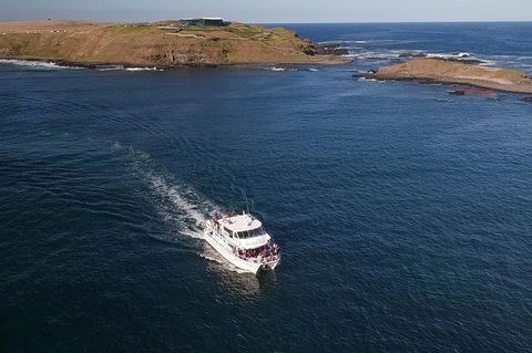 Phillip Island Seal-Watching Cruise - New South Wales Tourism  6