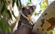 Great Ocean Road Full Coastal Tour - 3 Days, 2 Nights - thumb 5