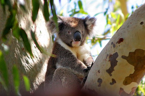 Great Ocean Road Full Coastal Tour - 3 Days, 2 Nights - New South Wales Tourism  5