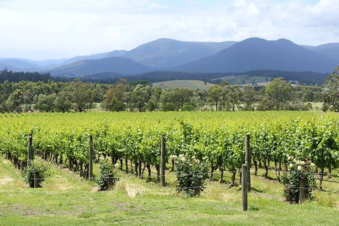 Yarra Valley Wine & Food Day Tour From Melbourne With Lunch At Yering Station - New South Wales Tourism  11