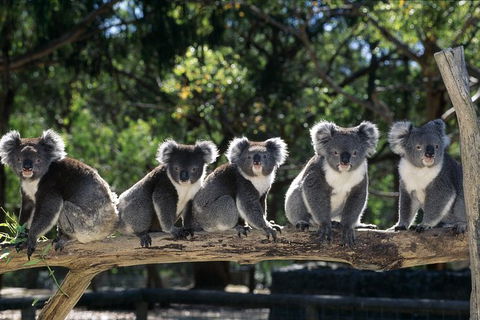 Private Melbourne Sightseeing Tour - New South Wales Tourism  0