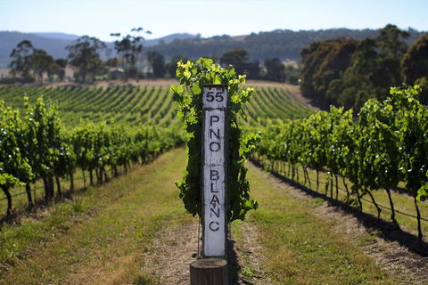 Small Group 6 Guests: Ultimate Yarra Valley Food And Wine - Mercedes Van - New South Wales Tourism  8