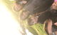 Phillip Island & Penguin Parade - thumb 5