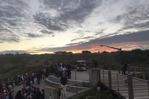 Phillip Island & Penguin Parade - New South Wales Tourism  4