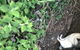 Phillip Island & Penguin Parade - thumb 10
