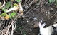 Phillip Island & Penguin Parade - thumb 19