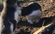Phillip Island & Penguin Parade - thumb 21