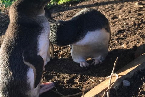 Phillip Island & Penguin Parade - New South Wales Tourism  21