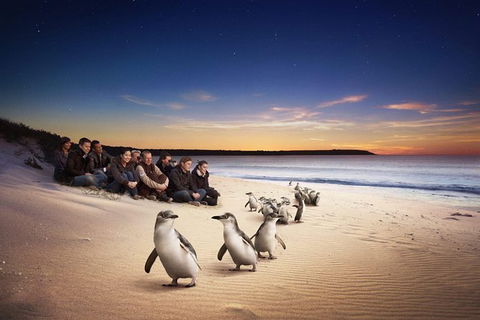Phillip Island Penguin Parade For 24 Passengers - New South Wales Tourism  0