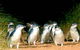 Phillip Island Penguins Private Tour - thumb 0
