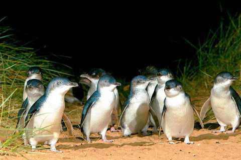 Phillip Island Penguins Private Tour - New South Wales Tourism  0
