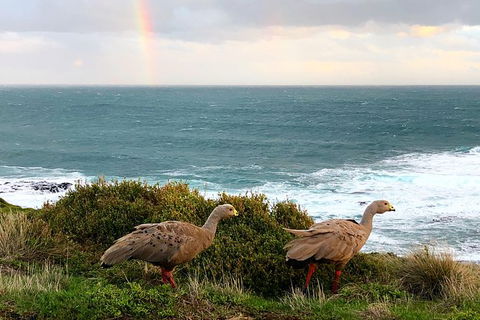 Phillip Island Penguins Private Tour - New South Wales Tourism  8
