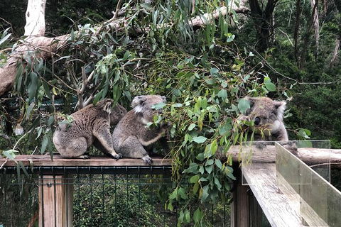 Phillip Island Penguins Private Tour - New South Wales Tourism  6