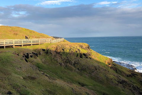 Phillip Island Penguins Private Tour - New South Wales Tourism  7