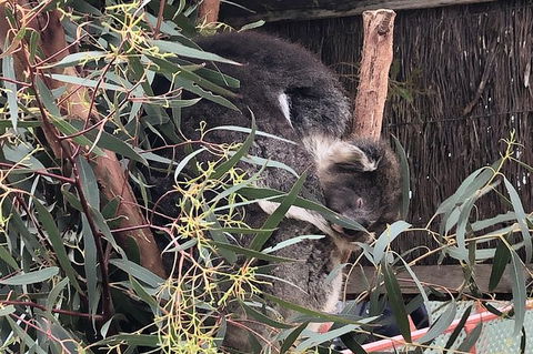 Phillip Island Penguins Private Tour - New South Wales Tourism  9
