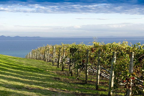 Around The Bay Food And Wine Taste Trail - New South Wales Tourism  5