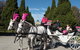 Melbourne Horse Drawn Carriages Deluxe 45 Minute Garden Tour - thumb 1