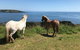 1 Day Exclusively Private Tour Of Phillip Island & The Penguin Parade - thumb 1