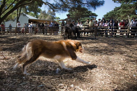 1 Day Exclusively Private Tour Of Phillip Island & The Penguin Parade - New South Wales Tourism  4