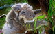 1 Day Exclusively Private Tour Of Phillip Island & The Penguin Parade - thumb 7