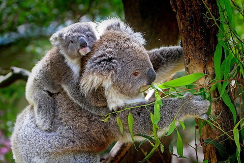 1 Day Exclusively Private Tour Of Phillip Island & The Penguin Parade - New South Wales Tourism  7