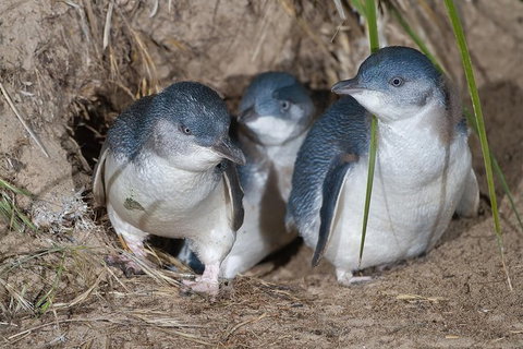 1 Day Exclusively Private Tour Of Phillip Island & The Penguin Parade - New South Wales Tourism  5
