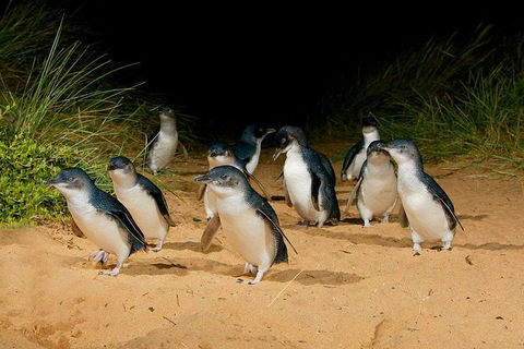 Phillip Island And French Island Wildlife Expedition - New South Wales Tourism  1