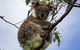 Phillip Island And French Island Wildlife Expedition - thumb 4