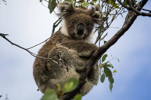Phillip Island And French Island Wildlife Expedition - New South Wales Tourism  4