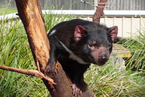 Tasmania 6 Day \'Tour In Circle\' - New South Wales Tourism  1