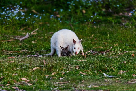 Bruny Island All Inclusive Gourmet Day Trip From Hobart - New South Wales Tourism  26