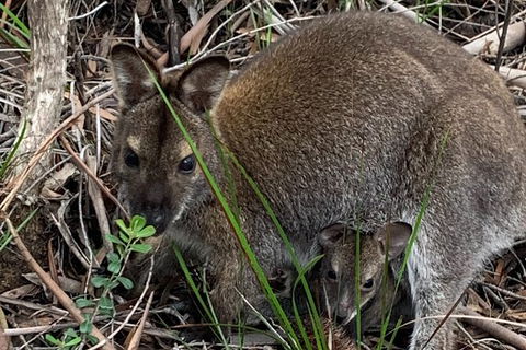 Wineglass Bay And Freycinet National Park Active Day Trip From Hobart - New South Wales Tourism  32