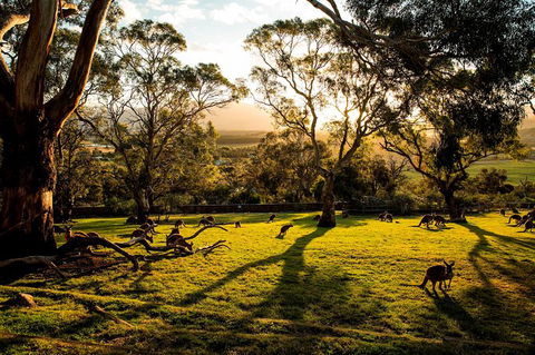 Shore Excursion: Five Of Hobart's Best In One Day - New South Wales Tourism  1