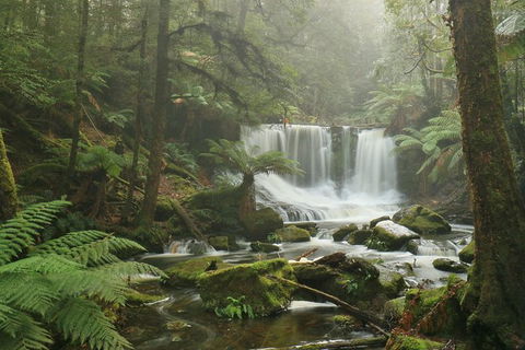 Mt Field National Park Active Day-Trip Including Bonorong And Mt Wellington - New South Wales Tourism  10