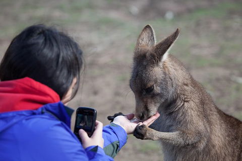 Mt Field National Park Active Day-Trip Including Bonorong And Mt Wellington - New South Wales Tourism  14
