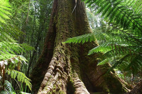 Mt Field National Park Active Day-Trip Including Bonorong And Mt Wellington - New South Wales Tourism  11