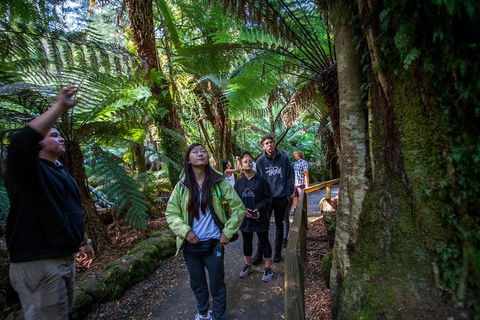 Mt Field National Park Active Day-Trip Including Bonorong And Mt Wellington - New South Wales Tourism  5