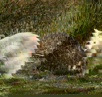 Bruny Island premium private photo-oriented day tour from Hobart - New South Wales Tourism 