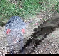 South East Food Sightseeing Private Tour with the Tasmanian Devil Unzoo - New South Wales Tourism 