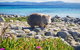 3-Day: Hobart Nature Walking Tour: Maria Island, Cape Raoul & Mount Field - thumb 7