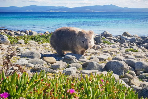 3-Day: Hobart Nature Walking Tour: Maria Island, Cape Raoul & Mount Field - New South Wales Tourism  7
