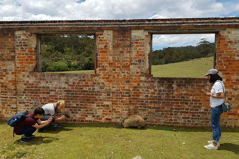 3-Day: Hobart Nature Walking Tour: Maria Island, Cape Raoul & Mount Field - New South Wales Tourism  8