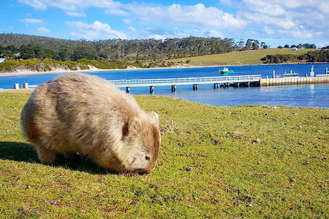 3-Day: Hobart Nature Walking Tour: Maria Island, Cape Raoul & Mount Field - New South Wales Tourism  14