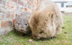 3-Day: Hobart Nature Walking Tour: Maria Island, Cape Raoul & Mount Field - thumb 4