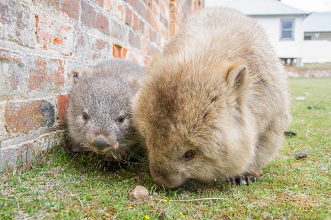 3-Day: Hobart Nature Walking Tour: Maria Island, Cape Raoul & Mount Field - New South Wales Tourism  4