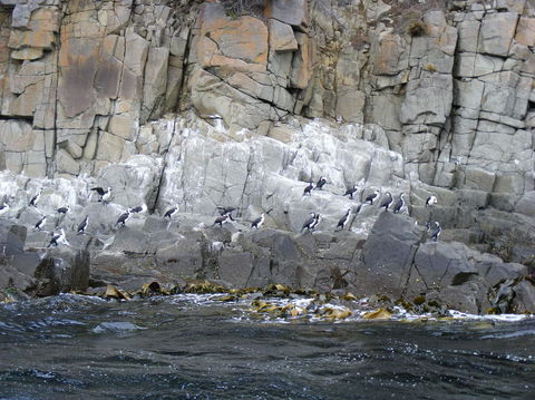 Full-Day Bruny Island Tour From Hobart - New South Wales Tourism  24