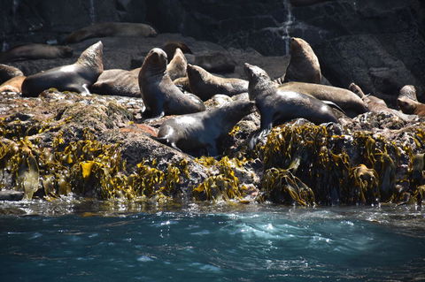 Full-Day Bruny Island Tour From Hobart - New South Wales Tourism  15