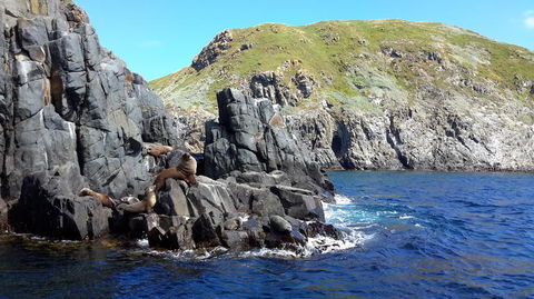 Full-Day Bruny Island Tour From Hobart - New South Wales Tourism  6
